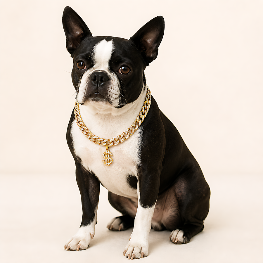 AI styling preview of a small Boston terrier wearing the Tiny Boss Dollar Charm Cuban Pet Necklace